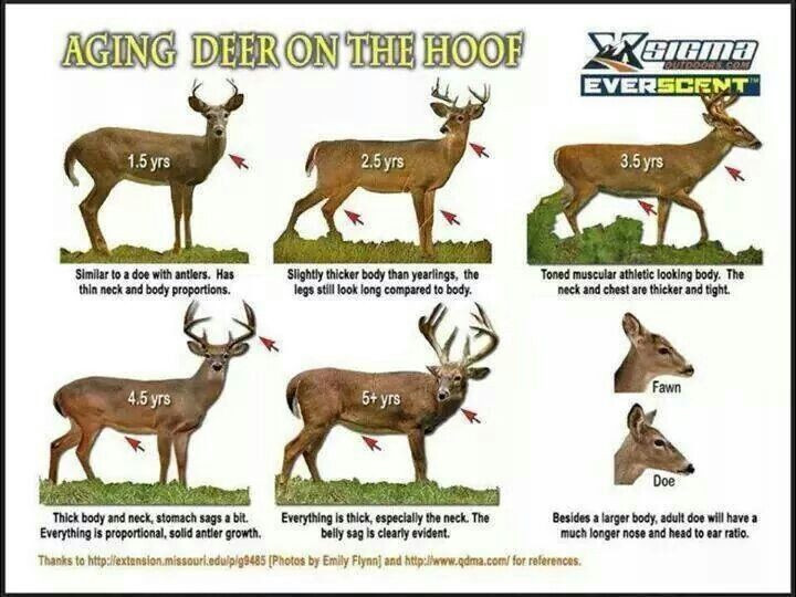 deer-size-chart-twin-oaks-hunt-club